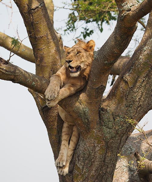 Queen Elizabeth National Park