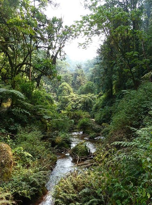 A serene river winding through Bwindi Impenetrable Forest, surrounded by lush green vegetation and dense tropical rainforest along the Buhoma–Nkuringo Trail in Uganda.