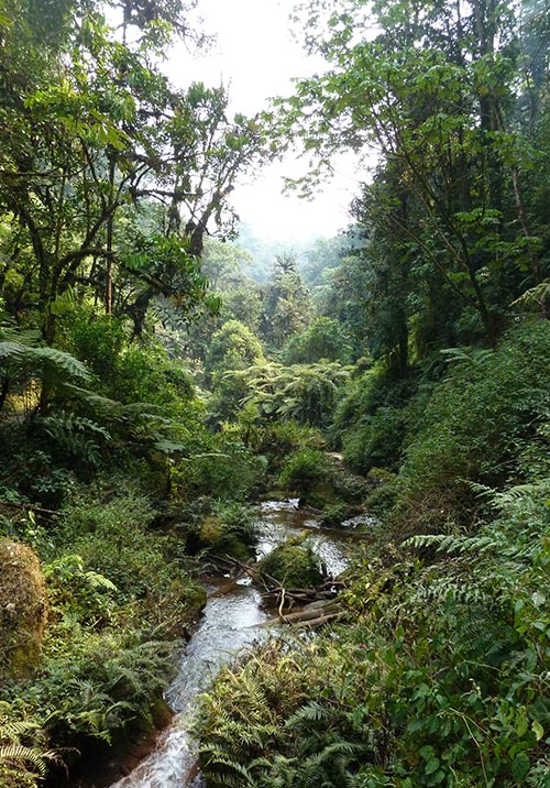 Nyungwe Forest National Park