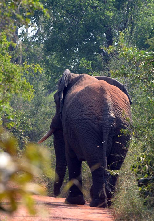 Akagera National Park