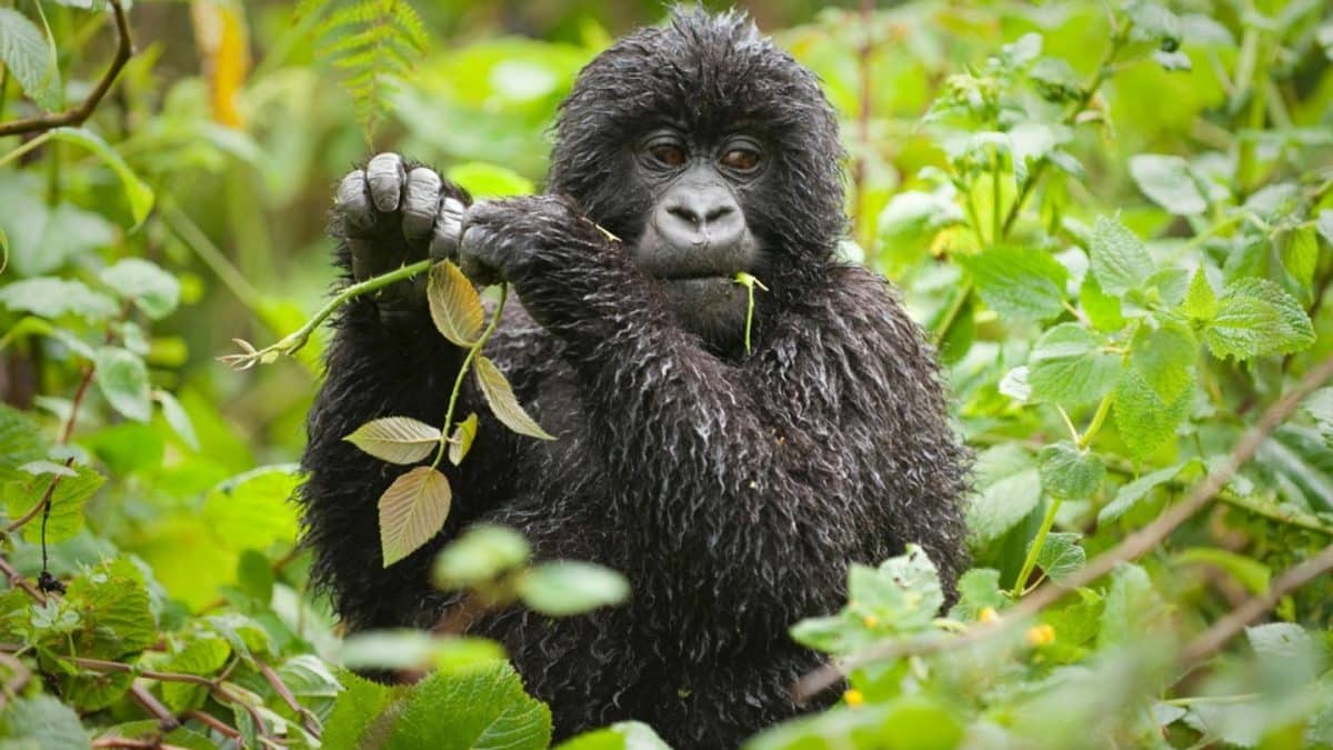 mountain gorilla