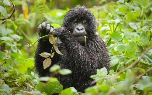 Budget Rwanda Gorilla Tracking Tour