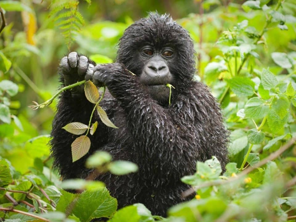 mountain gorilla