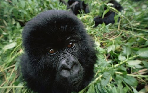 Rwanda Mountain Gorilla Safaris