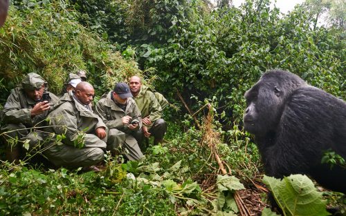 gorilla tracking in Rwanda