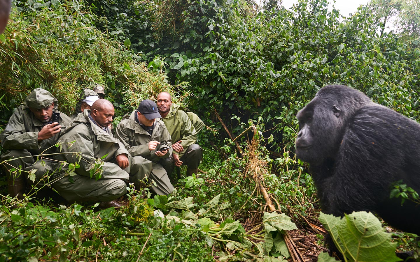 gorilla tracking in Rwanda