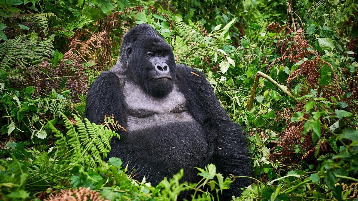 Silverback mountain gorilla sitting in lush green vegetation during Nkuringo gorilla trekking in Bwindi Impenetrable National Park