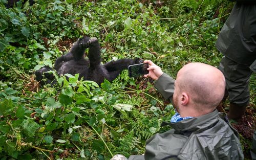 Volcanoes National Park Rwanda