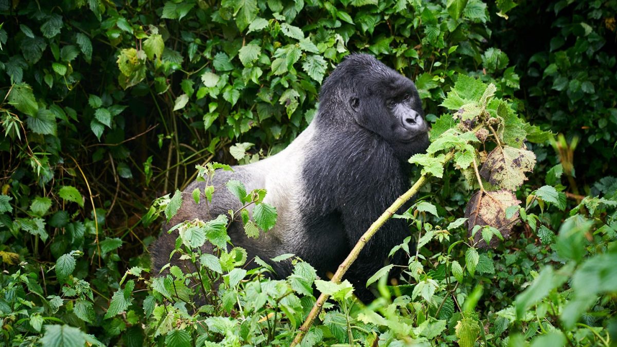 Silverback mountain gorilla standing on all fours in the Rushaga Sector of Bwindi Impenetrable National Park, Uganda.