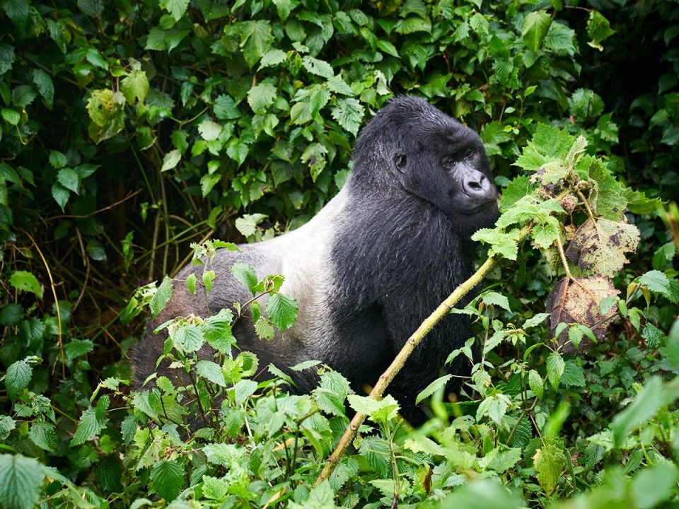 Silverback mountain gorilla standing on all fours in the Rushaga Sector of Bwindi Impenetrable National Park, Uganda.