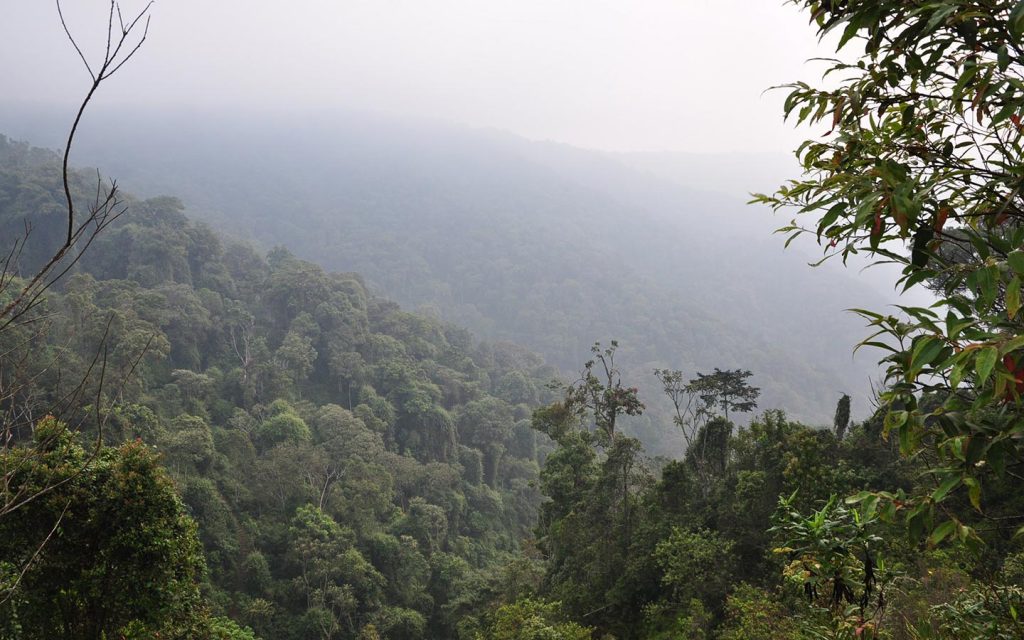 Nyungwe forest