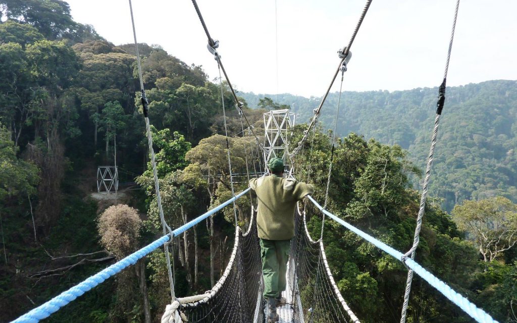 Canopy walk in Nyungwe Forest Rwanda