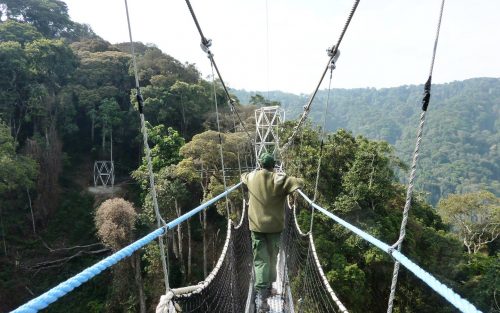 Chimpanzee Tracking in Nyungwe Forest