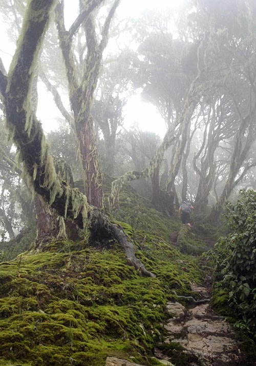 Rwenzori Mountains National Park