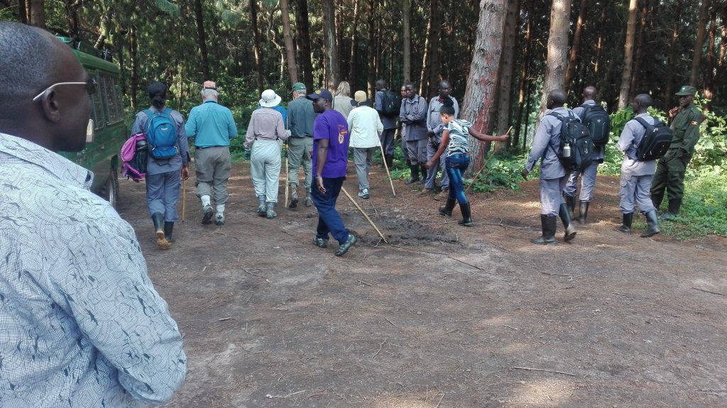 gorilla trekking Uganda