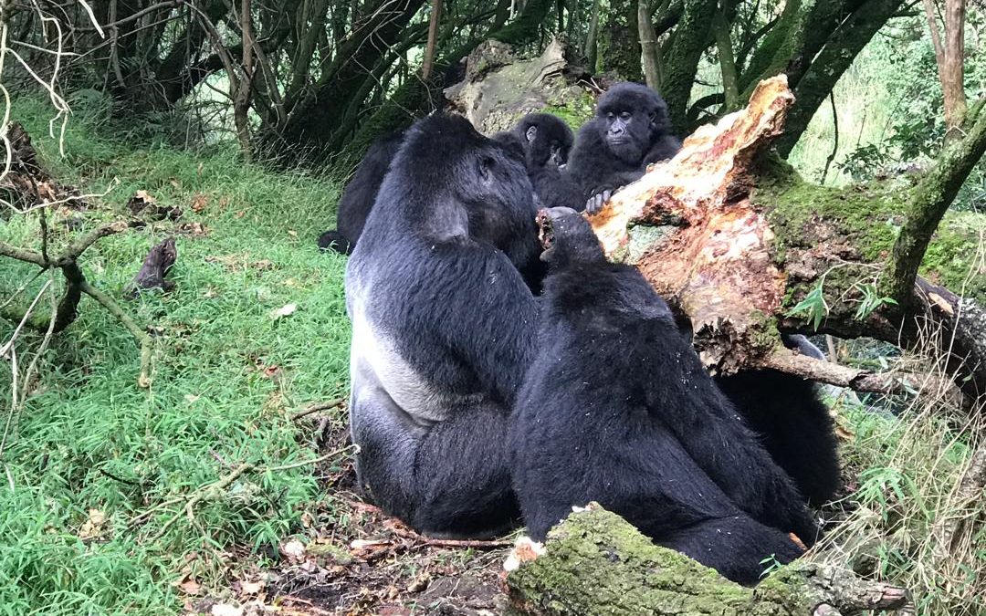 gorilla tracking