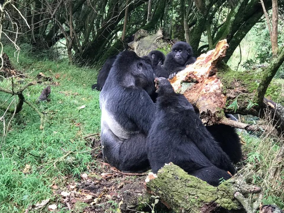 gorilla tracking