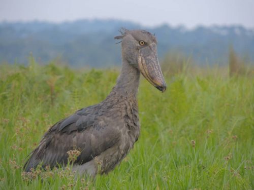 Shoebill stork