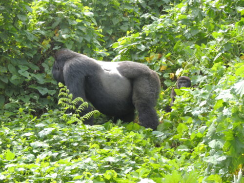 mountain gorilla tracking in Bwindi