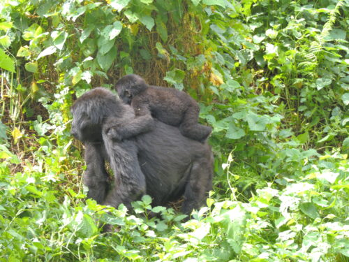 gorilla tracking in bwindi impenetrable national park