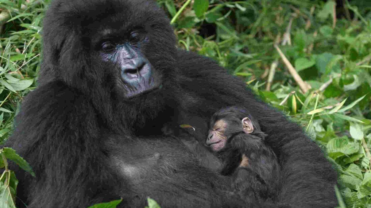 Mother mountain gorilla nursing her baby in Bwindi Impenetrable National Park