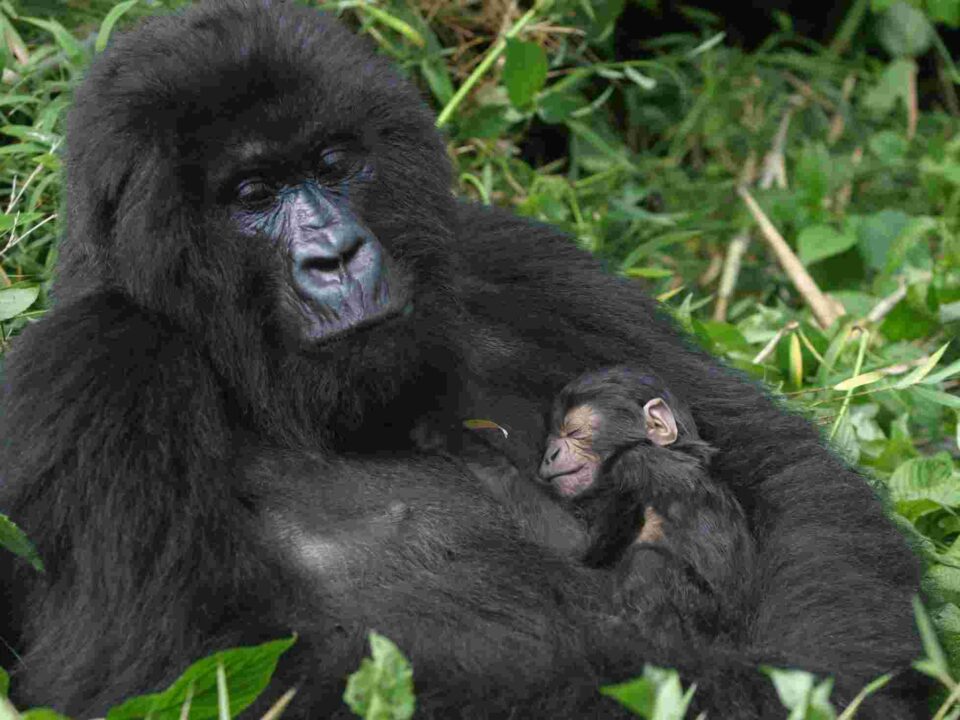 Mother mountain gorilla nursing her baby in Bwindi Impenetrable National Park