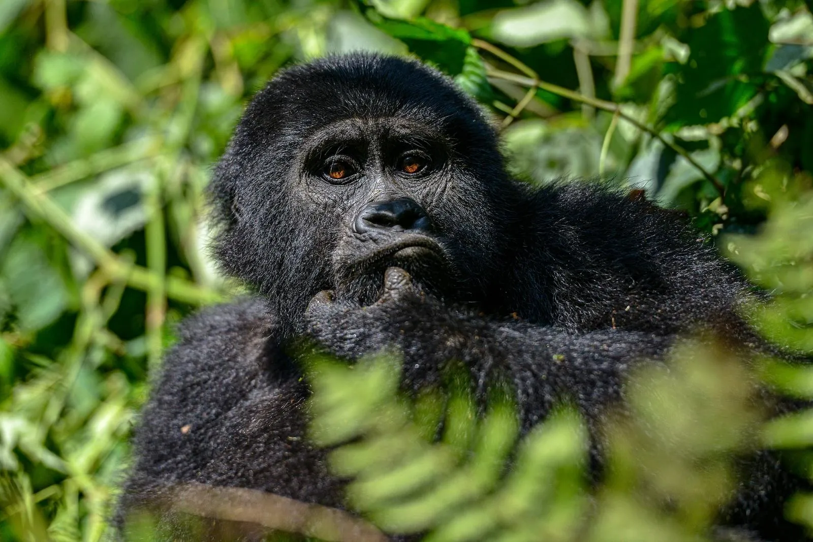 mountain gorilla