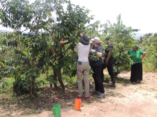 Coffee tours