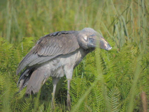 bird watching at mabamba