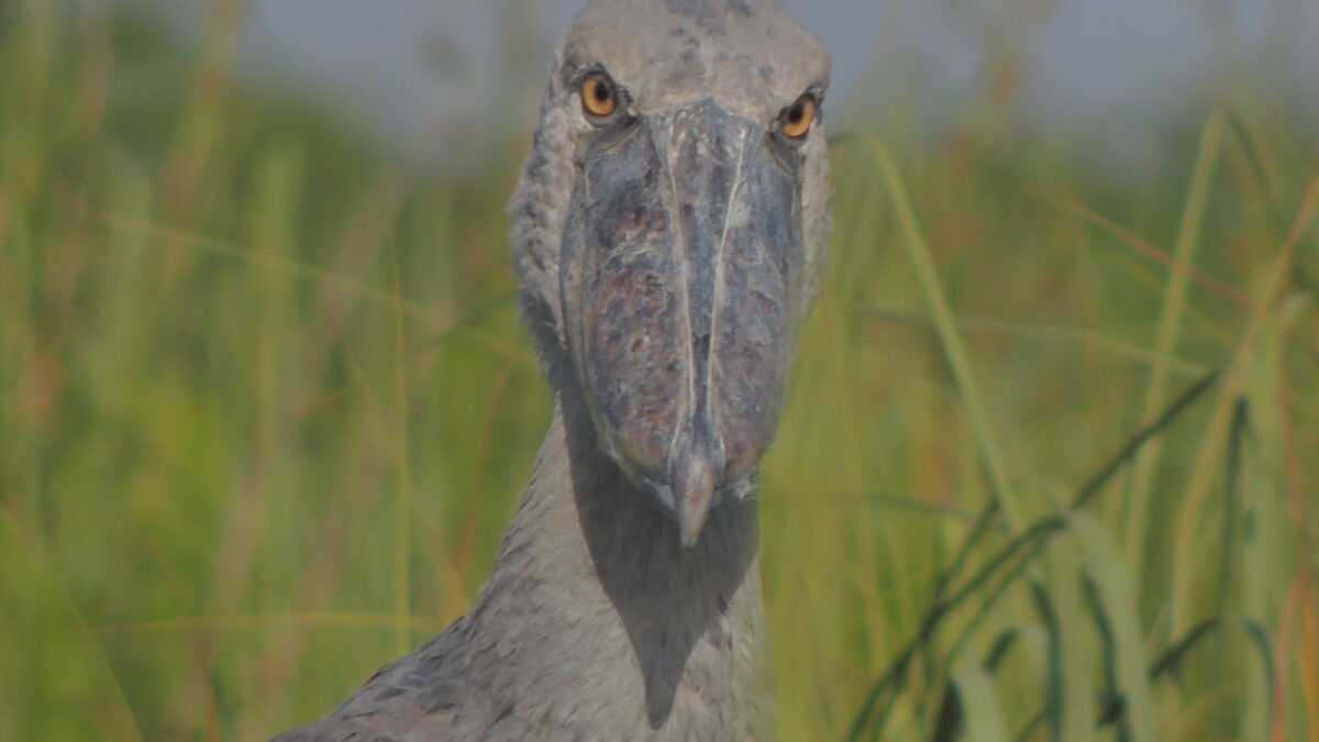 Shoebill Stork