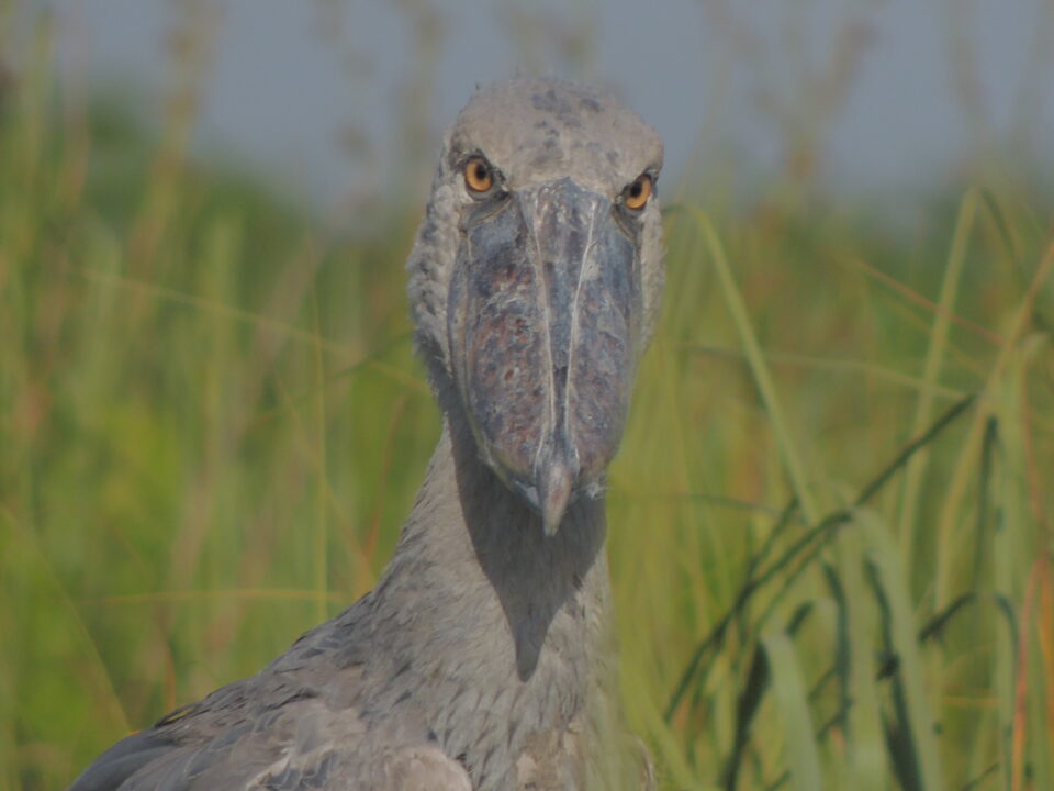 Shoebill Stork